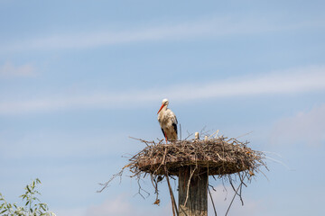 Stork providing security for her youngsters