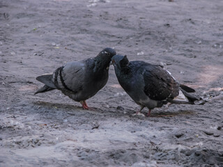 Beautiful dark pair of pigeons mating game. Birds play on the ground. Stock romantic background.