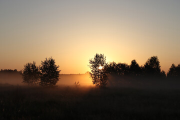 Fototapeta na wymiar The first sun rays breaks through the branches of a trees at sunrise. Beautiful summer misty morning in the field
