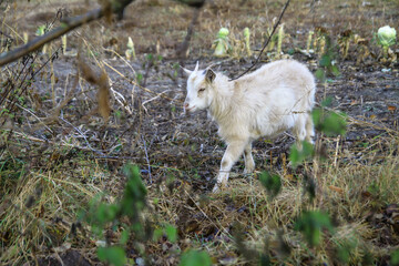 Goat on a farm in the village on a background of green pasture. The animal eats grass in the summer and autumn. Stock photo background