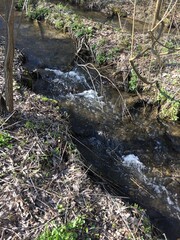 river in the forest