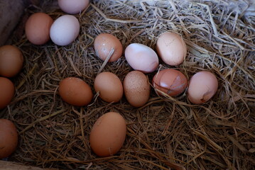 Fresh chicken eggs in a basket, taken directly from farmers
