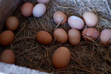 Fresh chicken eggs in a basket, taken directly from farmers