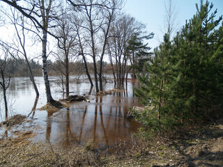 Trees in spring floods on the river Gauja