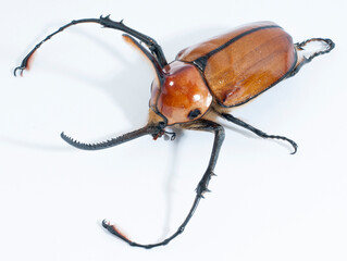 Giant Rhino beetle on white background