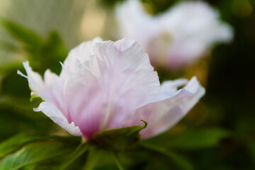 Delicate pink peony flower close-up.