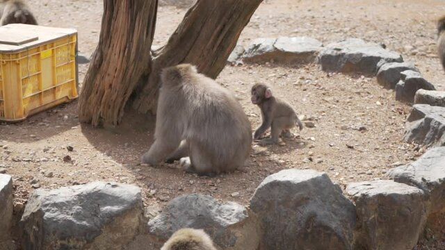 Monkey Baby macaques in Japan