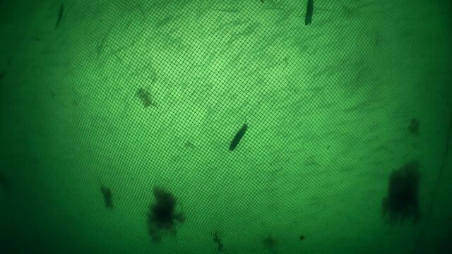 Fish in the fishing net: The movement of fish inside is visible through the fishing net.