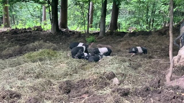 Just born piglets in summer farmers yard. Black and white pig puppies playing with each other on green hay. Cute little piglets playing in slowmotion. Healthy pigs.