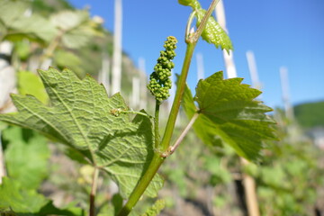 Beginn der Traubenblüte am Zweig mit Landschaften im Hintergrund in Alken an der Mosel