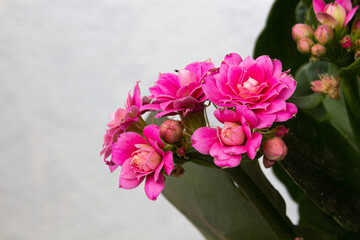 Blooming pink kalanchoe flowers on a light background