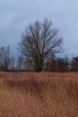 A beautiful branchy tree in the steppe in the evening. Autumn landscape.