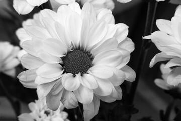 Black and white photo of chrysanthemum flowers
