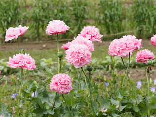 Papaver somniferum | Pavot à opium ou pavot somnifère à fleurs doubles roses clair sur de hautes tiges ressemblant à une fleur de pivoine