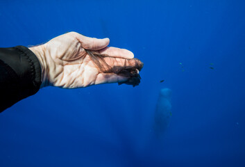 Obraz na płótnie Canvas Skin of a sperm whale floating in the blue, Indian Ocean, Mauritius.