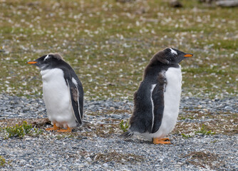 Obraz premium two young gentoo penguins on an island in the Beagle Channel, Ushuaia, Argentina