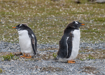 two young gentoo penguins on an island in the Beagle Channel, Ushuaia, Argentina