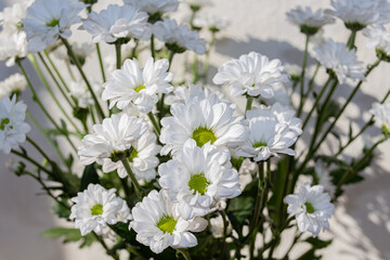 photo of beautiful chrysanthemum flowers