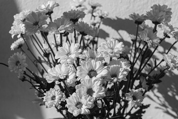 Black and white photo of chrysanthemum flowers