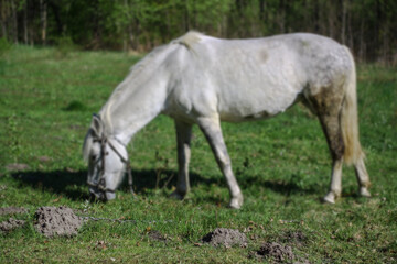 Naklejka na ściany i meble Beautiful racehorse on a pasture in the village. Horse in nature near the forest. Stock background for design