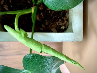 Focusing on tropical Plant's leaves , Texture of green leaves, Monstera leaf in flowerpot at the...