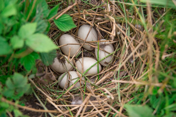 Wild duck nest with eggs.