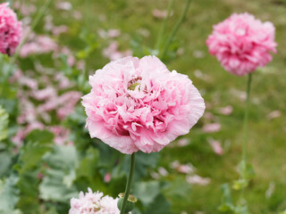 (Papaver somniferum) Gros plan sur une fleur de pavot somnifère ou pavot coquelicot à pétales doubles roses ressemblant à une fleur de pivoine
