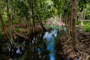 National Park in Krabi Province, Thailand with mangrove forests