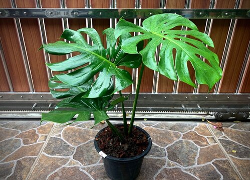 A leaf of Monstera interior decorations tropical planting in house ,  Monstera deliciosa new leaf rising in flowerpot