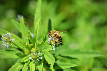 Bee on a  blue fenugreek (Trigonella caerulea) flower close-up. Bee collects honey and pollinates a flower of a meadow plant