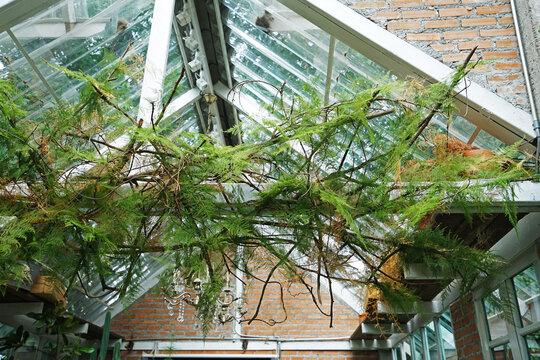 Close Up Fresh And Green Hanging Ceiling Plants Decorated In Brick And Mirror Glasshouse