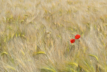 Naklejka premium red poppies blooming in a golden cereal field