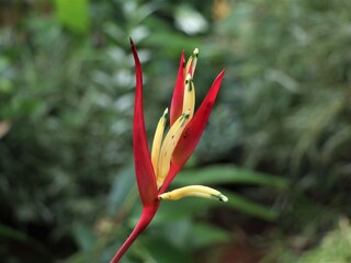 Beautiful Indian shot plant flower