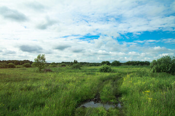 Road in the swamp is flooded with water. Off-road wildlife landscape. Stock photo background