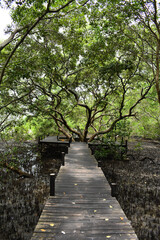 Fototapeta premium bridge in the mangrove forest