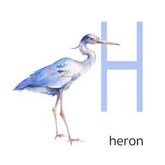 Fototapete Reiher Tiere-Alphabet. H für Reiher. Aquarellbuchstabenillustration lokalisiert auf weißem Hintergrund