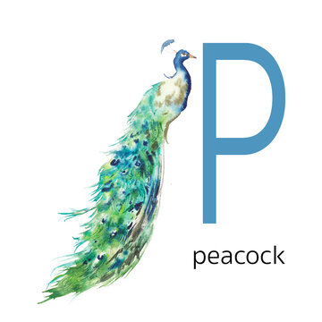 Animals alphabet. P for peacock. Watercolor letters illustration isolated on white background