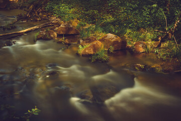 Stream in a forest