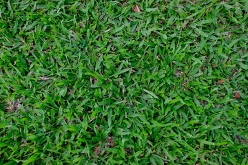 green grass background