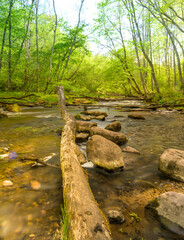 Obraz premium Stream in a forest