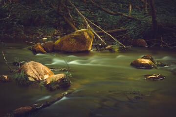 Stream in a forest