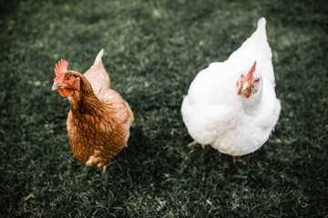 brown isa brown hen standing next to white broiler chicken on grass