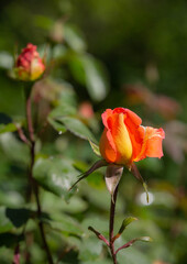 The colorful and beautiful rose in the garden are blooming beautifully, in the summer. 