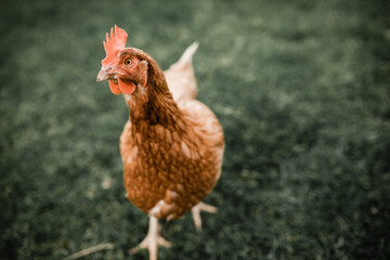 Isa brown hen chicken standing on grass