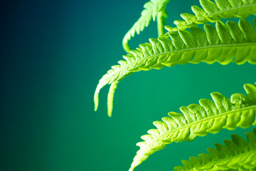 Young green leaves of fern. Natural natural background