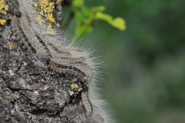 several caterpillars of the oak processionary at an oak tree withs long hairs