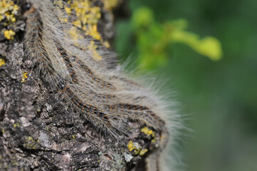 several caterpillars of the oak processionary at an oak tree withs long hairs