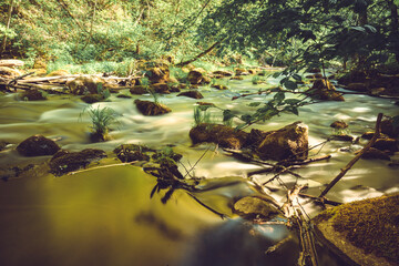 Stream in a forest