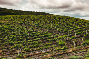 Landscape of vineyard, nature background. Landscape of hills with vineyards in Moldova. Vineyard with rows of grapes growing under a blue sky