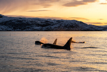 Killer whales at sunset, Kvaenangen Fjord, Norway. © wildestanimal